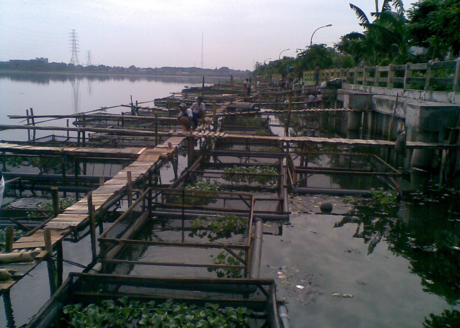 Mewaspadai-Budidaya-Ikan-Lele-di-Perairan-Bozem-Moro-Krembangan-Surabaya